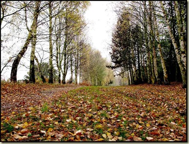 A path through the birch trees in Sankey Valley Park