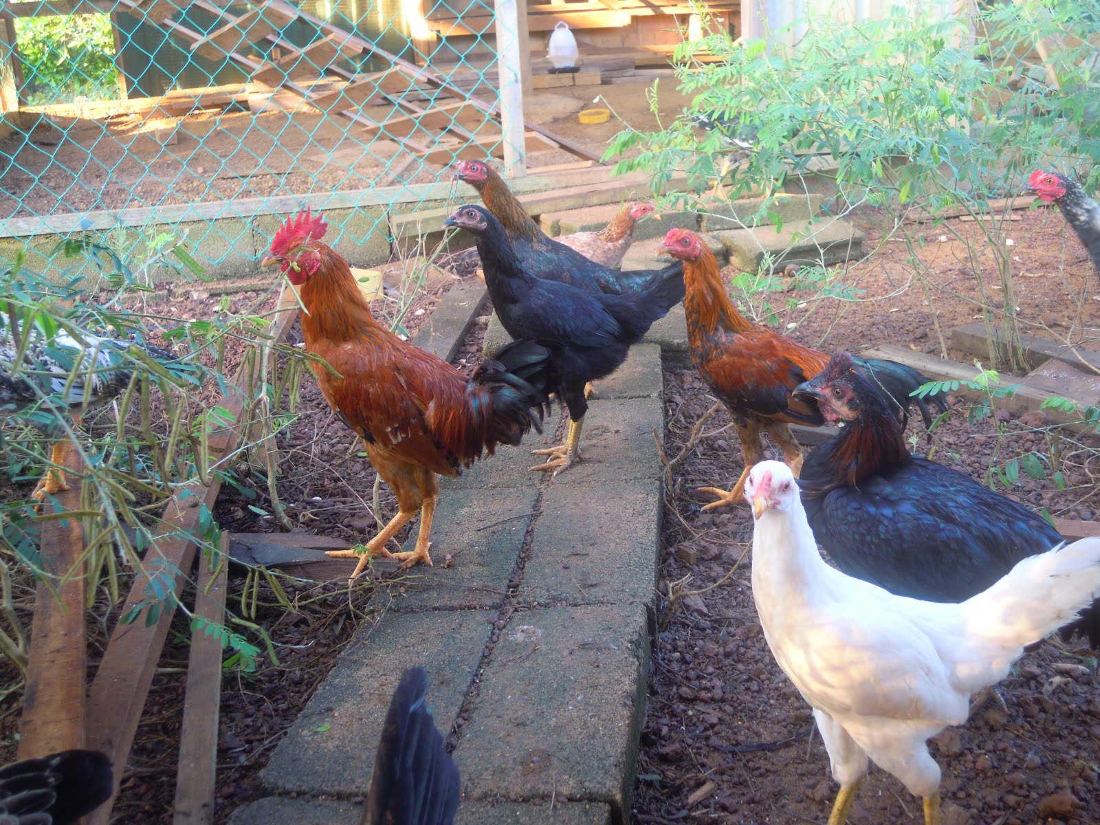 Penternakan Ayam Kampung: Ayam Kampung Semakin Membiak