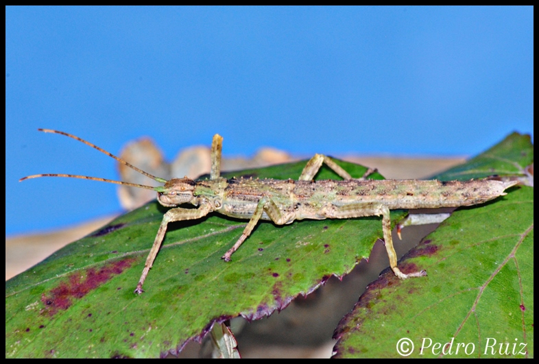 Ninfa hembra L3 de Eurycantha calcarata, 4,5 cm de longitud