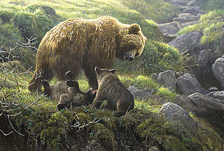 Grizzly and Cubs, 1992