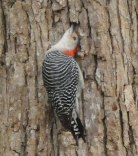 Red-bellied Woodpecker inspecting under bark at Audubon's Francis Beidler Forest by Mark Musselman