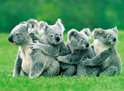 foto: koala