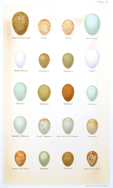 Identifying Birds Eggs