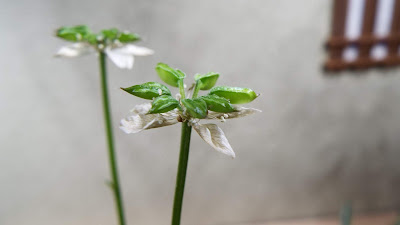 梅花黄蓮の花