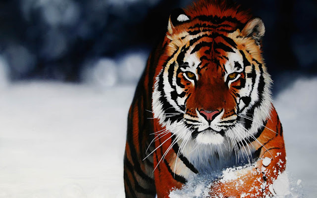 hd tiger wallpaper