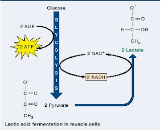 otot, asam laktat, fermentasi, otot lelah