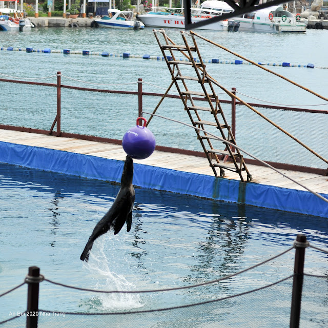 Thưởng thức show Hải Cẩu tại Sỏi Island (Hồ Cá Trí Nguyên)