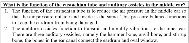 What is the function of the eustachian tube and auditory ossicles in the middle ear?