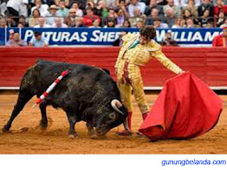 Apakah Warna Merah Membuat Banteng Menjadi Merah