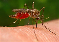 nyamuk malaria