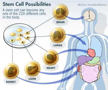 Haruman Kasturi: (Overview) - Apa itu "Stem Cell"