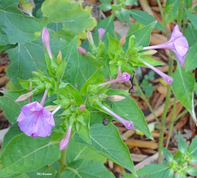 four o'clock, Mirabilis jalapa