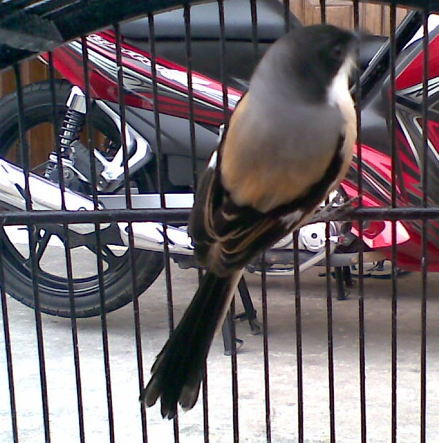 Burung Cendet Kepala Hitam