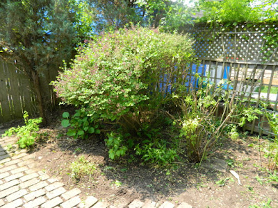 Wychwood Toronto Backyard Spring Cleanup After by Paul Jung Gardening Services--a Toronto Gardening Services Company