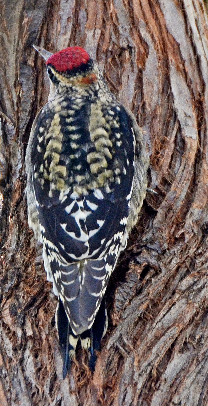 Bird Hybrids: Yellow-bellied Sapsucker x Red-naped Sapsucker