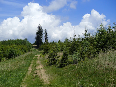 grzyby majowe, grzyby w maju, grzyby na Orawie, grzyby pod Babią Górą, borowik ceglastopory, Boletus luridoformis, muchomor mglejarka, żmija w lesie, bacówka, oscypki, sery z bacówki