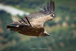 Griffon Vulture Crete Birding
