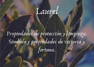 Plantas sanadoras - Laurel