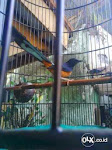 Foto Gambar Burung Murai Medan Muda Hutan