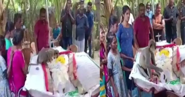 Monkey seen at the funeral of a person एक शख़्स के अंतिम दर्शन के लिए पहुंचे बंदर की भावुकता देख मौजूद लोगों की आंखे हुई नम..