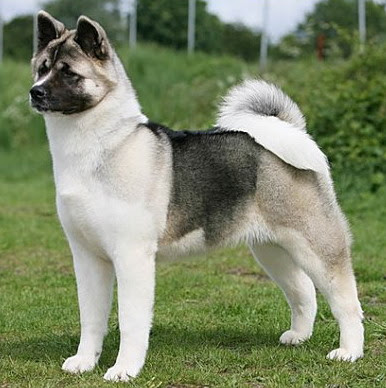 Akita Inu Dog