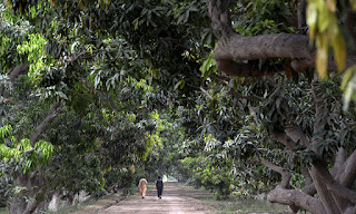 mango-special-common-man-luck-mango