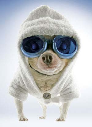 Cold Season Chihuahua Clothes