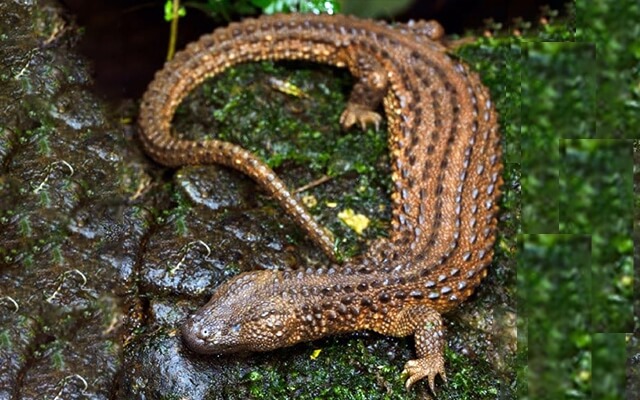 Biawak Tanpa Kuping Dari Kalimantan