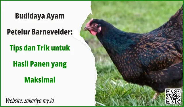 Ayam petelur Barnevelder