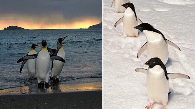 Penguins in Antarctica