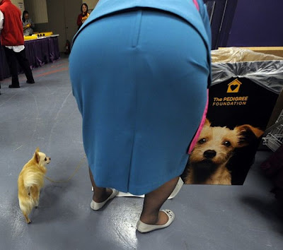 Backstage At The 135th Annual Westminster Dog Show Seen On www.coolpicturegallery.us