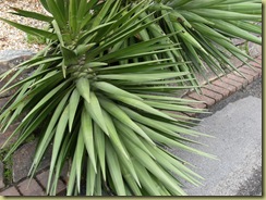 DSCF0099