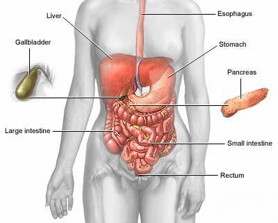 digestive system detox