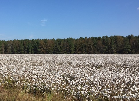 Cotton field