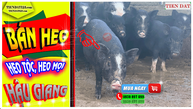 Bán heo đồng bào, heo tộc, heo đen, heo mọi toàn khu vực Hậu Giang