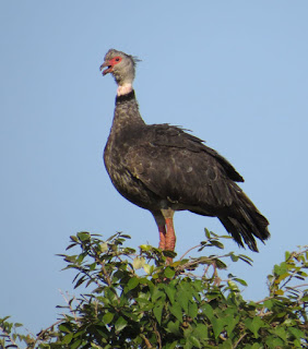 Southern Screamer