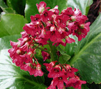 Bergenia