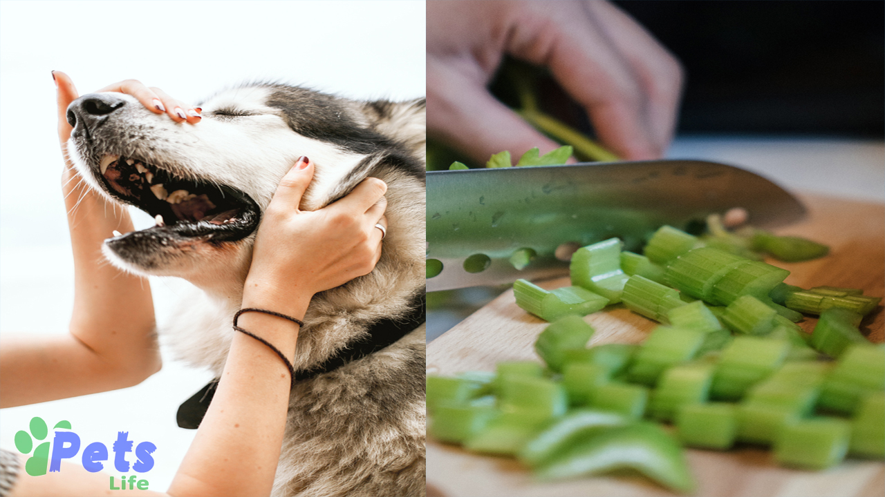 can-dogs-eat-celery