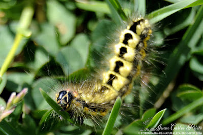 Acronicta Euphorbiae - Viminia Euphorbiae (fotografia-de-naturaleza.blogspot.com)