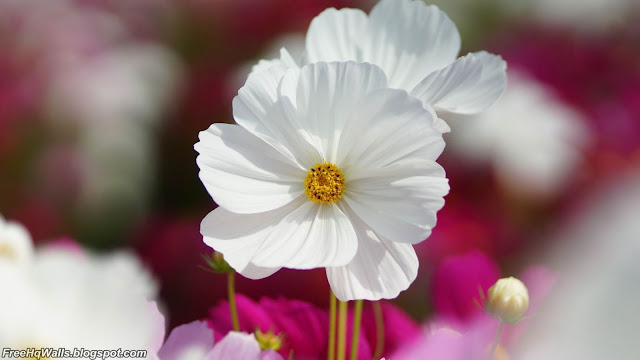 White Flower HD Wallpaper