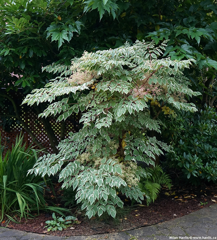 Aralia elata 'Variegata'