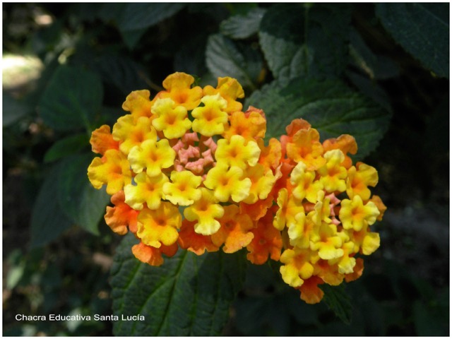 Lantana - Chacra Educativa Santa Lucía