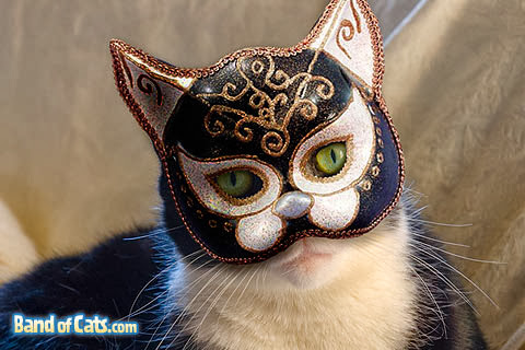 cat mask costume, halloween costume for pet