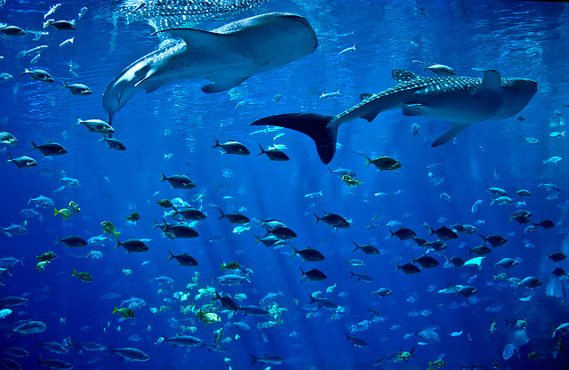 4 بالصور و الفيديوا : أكبر حوض سمك في العالم يحتوى على أكثر من مائة الف كائن بحري