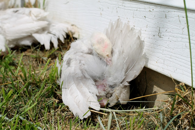 Baby Blue Slate turkey preening