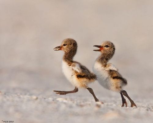animales-lindos-05