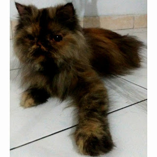 kucing persia peaknose extreme longhair