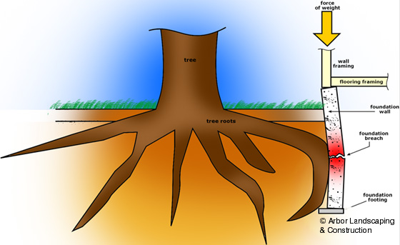 Barrier Root Tree
