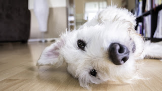 Millennials and Pet Dogs. Photo shows a little white dog at home.