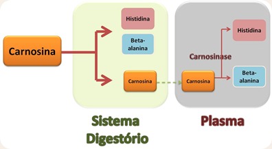 Carnosina digestão.png